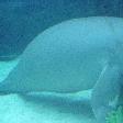 Photos of the Dugongs at the Sydney Aquarium Australia Diary Photos