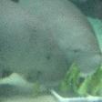 Photos of the Dugongs at the Sydney Aquarium Australia Travel Information