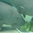 Photos of the Dugongs at the Sydney Aquarium Australia Adventure