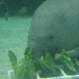 Photos of the Dugongs at the Sydney Aquarium Australia Picture gallery