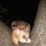 Possums in Hyde Park, Sydney City Australia Travel Package