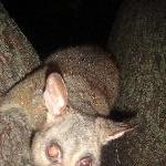 Possums in Hyde Park, Sydney City Australia Album Photos