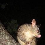 Possums in Hyde Park, Sydney City Australia Blog Information