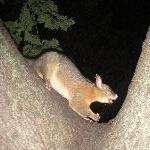 Possums in Hyde Park, Sydney City Australia Vacation Photos