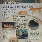 Dingo warning signs on Fraser Island