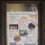 Wild Dingo's at Eli Creek