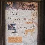 Wild Dingo danger on Fraser Island