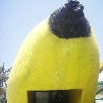 Big fruit statues in Australia, Coffs Harbour Australia