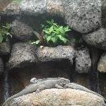 Beerwah Australia Lizards in the sun @ Australia Zoo