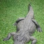 Female Croc at Beerwah zoo