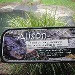 Croc St in Steve Irwins zoo, Beerwah Australia