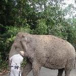 Steve Irwins Elephants at the ZOo, Beerwah Australia