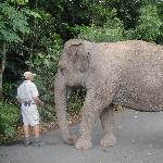 Elephant Feeding at Australia Zoo