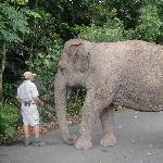 Elephant Feeding at Australia Zoo