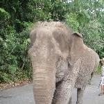 Elephant at the Steve Irwin Zoo