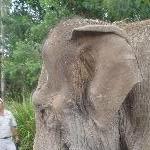 Elephants holding hand in Beerwah