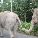 Elephants feeding at Australia Zoo