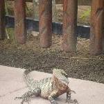 Lizard encounter at the Australia Zoo