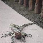 Curious Lizard at the Steve Irwin zoo
