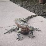 Lizards walking through the zoo