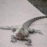 Lizards in the Australia Zoo