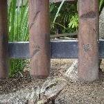 The Steve Irwin Australia Zoo in Beerwah, Queensland Photographs
