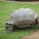 Turtle garden in the Australia Zoo