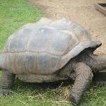 Gallapagos Turle at Australia Zoo