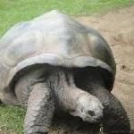 Turtle action at Steve Irwin's zoo