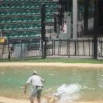 Crocodile feeding at Beerwah Zoo