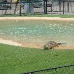 Crocodile feeding at the Crocoseum