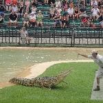 Crocodile hand feeding @ Australia Zoo