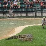 Crocodile feeding time at the zoo 