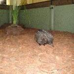 Cute echidna in Beerwah, Queensland