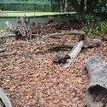 The Steve Irwin Australia Zoo in Beerwah, Queensland Trip Experience