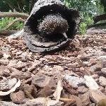 The Steve Irwin Australia Zoo in Beerwah, Queensland Photograph