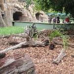 The Steve Irwin Australia Zoo in Beerwah, Queensland Blog