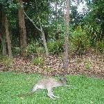 The Steve Irwin Australia Zoo in Beerwah, Queensland Trip Adventure