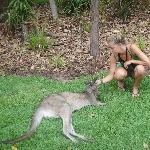 The Steve Irwin Australia Zoo in Beerwah, Queensland Review Photo