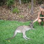 The Steve Irwin Australia Zoo in Beerwah, Queensland Travel Experience