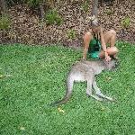 The Steve Irwin Australia Zoo in Beerwah, Queensland Blog Experience