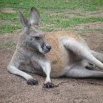 The Steve Irwin Australia Zoo in Beerwah, Queensland Holiday