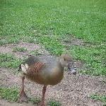 The Steve Irwin Australia Zoo in Beerwah, Queensland Vacation