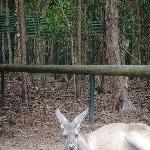 The Steve Irwin Australia Zoo in Beerwah, Queensland Album
