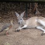 The Steve Irwin Australia Zoo in Beerwah, Queensland Blog Information