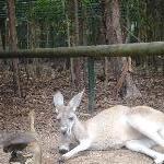 The Steve Irwin Australia Zoo in Beerwah, Queensland Diary Experience