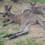 The Steve Irwin Australia Zoo in Beerwah, Queensland Travel Blogs