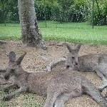 The Steve Irwin Australia Zoo in Beerwah, Queensland Review Sharing