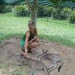 The Steve Irwin Australia Zoo in Beerwah, Queensland Diary Sharing