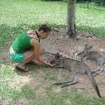 The Steve Irwin Australia Zoo in Beerwah, Queensland Holiday Photos